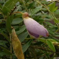 Mundulea sericea (Willd.) A.Chev.